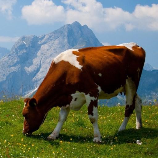 【免費個人化App】Cows Magic Live Wallpaper-APP點子