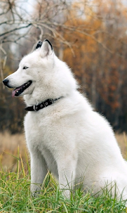 download Husky HD Live Wallpaper free