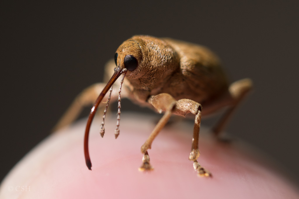 nut weevil