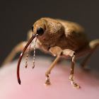 nut weevil