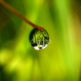 by Nandes Sicknoise - Nature Up Close Natural Waterdrops