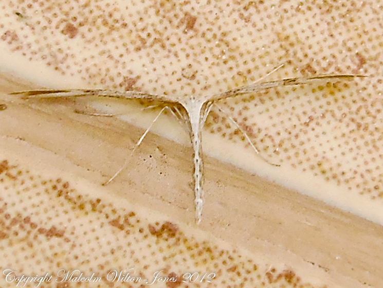 Common Plume Moth