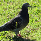 Feral Pidgeon