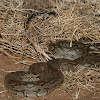 Rock Python