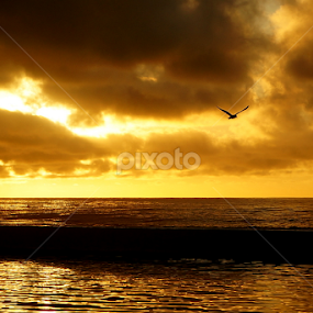 Golden Dawn by Carleen Corrie - Landscapes Waterscapes