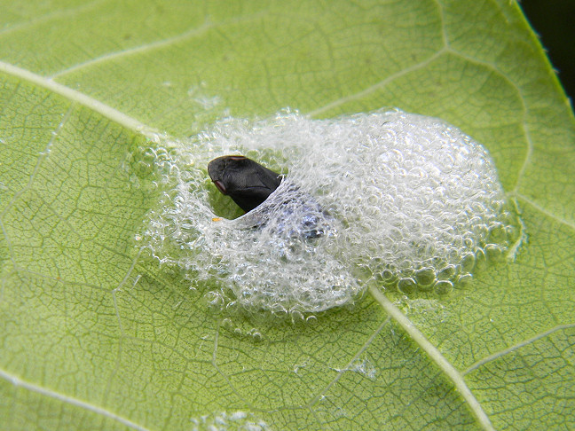 froghopper, spittlebug