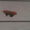 Question Mark Butterfly or Comma Butterfly