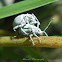 Asian Gray Weevil