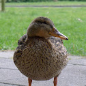 Mallard