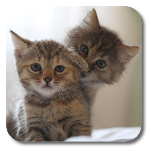 Q Cats Live Wallpaper 1.0