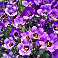 Sun Worshippers by Rob Baker - Flowers Flowers in the Wild