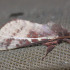 Swift moth