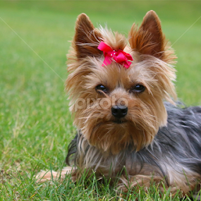 Cute Pink Bow by Sydney Rohmann - Animals - Dogs Portraits