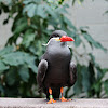 Inca tern