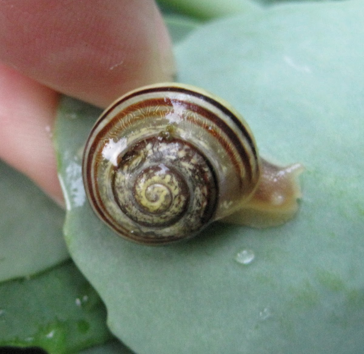 Grove or Brown-lipped Snail