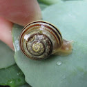 Grove or Brown-lipped Snail