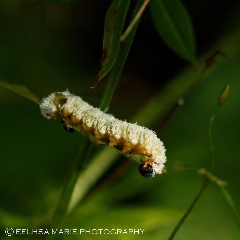 Dogwood Sawfly (Larvae)