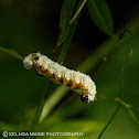 Dogwood Sawfly (Larvae)