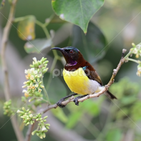 Purple rumped sunbird by Nimit Virdi - Animals Birds