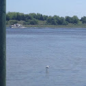 Great Egret