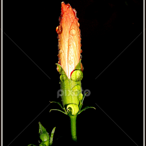 Blossom after Rain by Subhadeep Das - Flowers Tree Blossoms