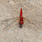 Scarlet Percher Dragonfly