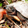 North American Wood Turtle