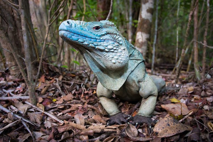 The colorful blue iguana of the Cayman Islands.