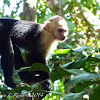 White-headed capuchin monkeys