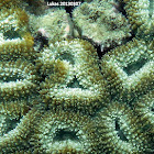Brain root coral