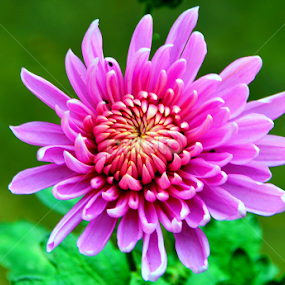 SNOWBALL  by Jyotirmoy Phukan - Flowers Single Flower