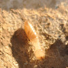 Subterranean termite