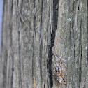 Zuidfranse krekel, Cicada