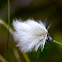 Hare's-tail Cottongrass