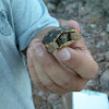 Morafka's desert tortoise