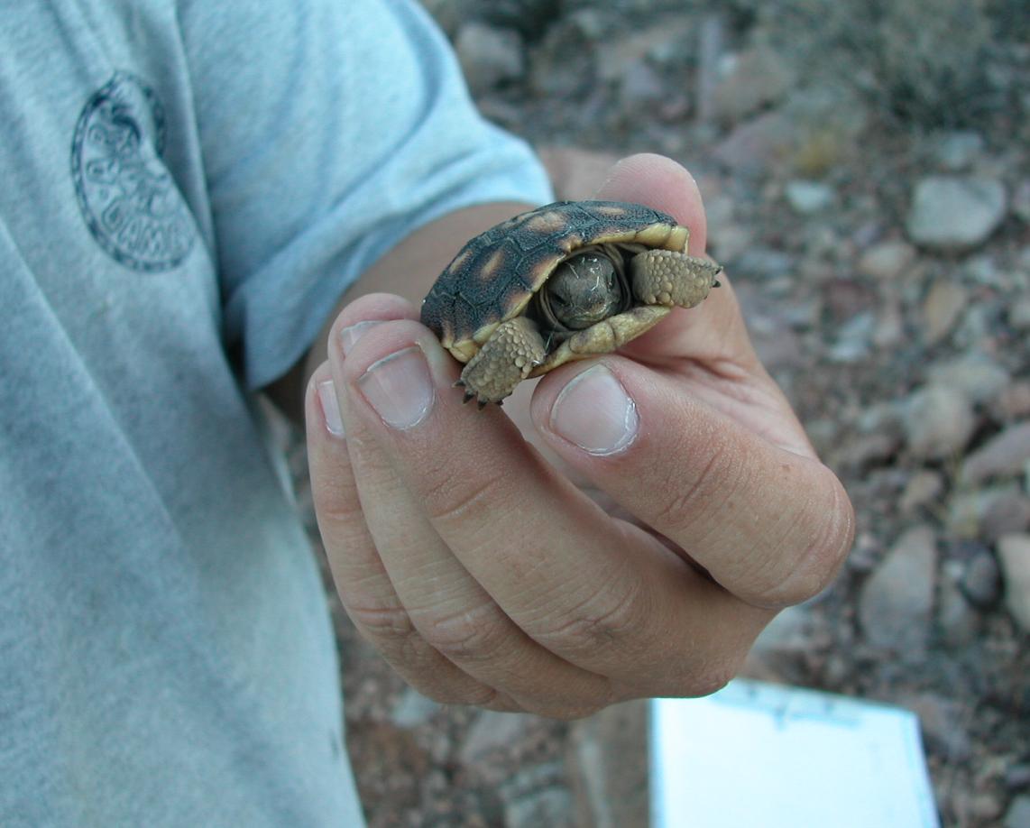 Morafka's desert tortoise