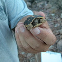 Morafka's desert tortoise