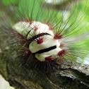 Stinging Flannel Moth Caterpillar - Oruga
