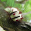 Stinging Flannel Moth Caterpillar - Oruga