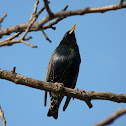 European Starling