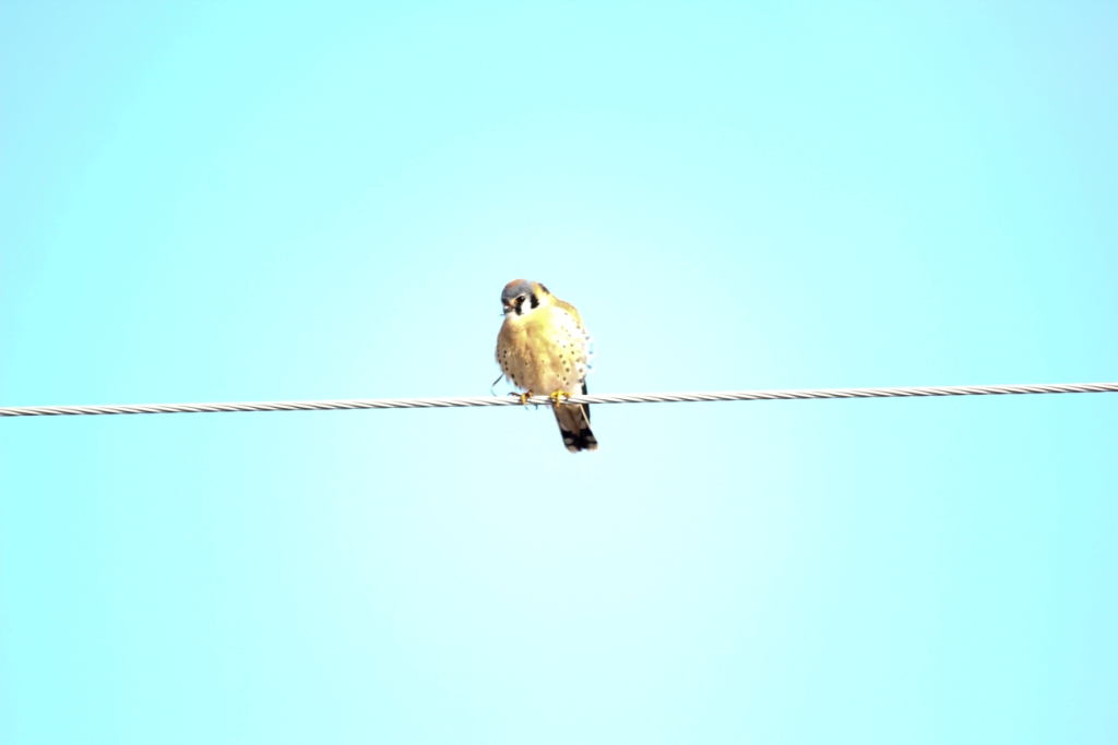 American Kestrel