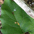 Round-Leaved Dogwood leaf