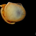 gold inca snail