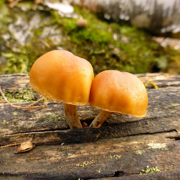 Deadly Galerina | Project Noah Deadly Galerina