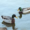 Mallard ducks