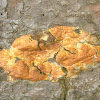 Scrambled egg slime mold