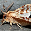 Hickory Tussock Moth
