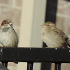 House Sparrow (pair)
