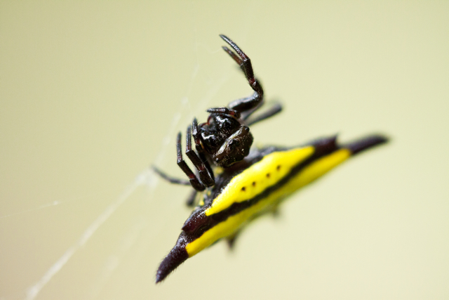 Spiny Orb-Weaver Spider
