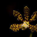 Dollar orchid